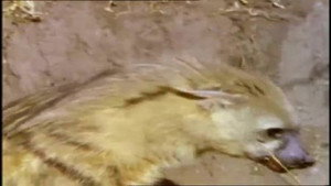 Mutual of Omaha's Wild Kingdom 3. évad Ep.9 9. epizód