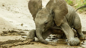 Animal Babies: First Year On Earth kép
