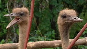 I'm a Celebrity...Get Me Out of Here! 8. évad Ep.10 10. epizód
