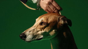 Crufts 16. évad Ep.1 1. epizód