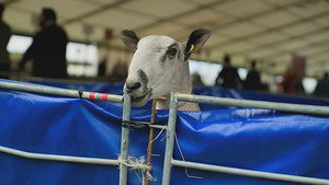 Countryfile 37. évad Ep.39 39. epizód