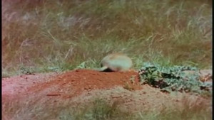 Mutual of Omaha's Wild Kingdom 2. évad Ep.4 4. epizód