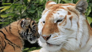 The Miracle Tiger kép
