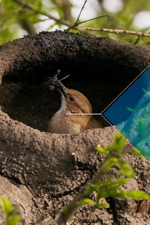 Constructions animales poszter