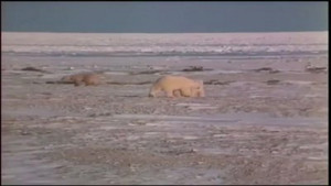 Mutual of Omaha's Wild Kingdom 26. évad Ep.3 3. epizód