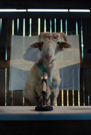 Sheep poszter