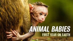 Animal Babies: First Year On Earth kép