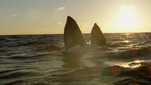 Ireland's Deep Atlantic kép