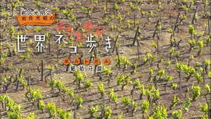 岩合光昭の世界ネコ歩き 1. évad Ep.8 8. epizód