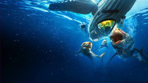 Shark Week kép