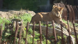 Expédition Pairi Daiza kép