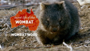Secret Life of the Wombat 1. évad Ep.1 1. epizód