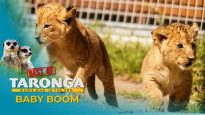 Taronga: Who's Who in the Zoo Speciális epizódok Ep.3 3. epizód