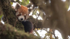Destination Wild: India kép