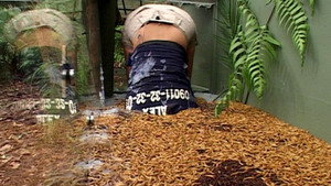 I'm a Celebrity...Get Me Out of Here! 3. évad Ep.9 9. epizód