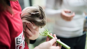 SPCA en action kép