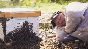Charlie Bee Company kép