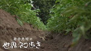 岩合光昭の世界ネコ歩き 1. évad Ep.151 151. epizód