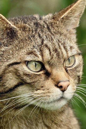 Wildcats: Cait ann an Cunnart poszter