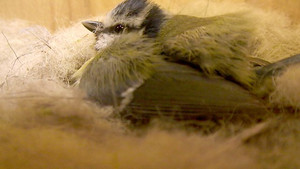 Springwatch 10. évad Ep.4 4. epizód