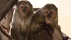 Monkey Business 6. évad Ep.3 3. epizód