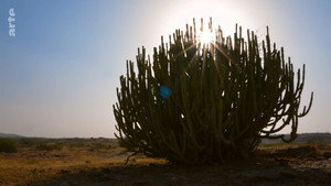 Destination Wild: India kép