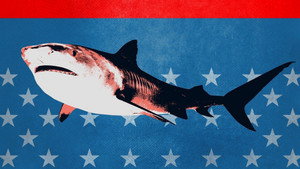 Shark Week kép