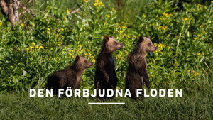 Amur: Asiens Amazonas kép