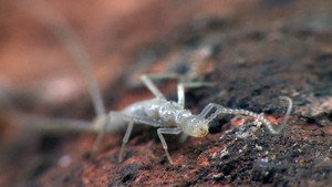 Voyage sous nos pieds kép