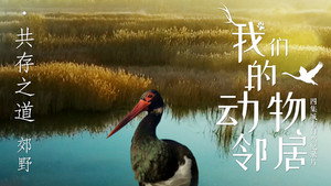 我们的动物邻居 1. évad Ep.4 4. epizód
