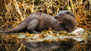 Springwatch 21. évad Ep.1 1. epizód
