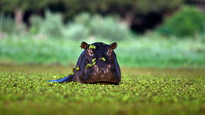 Hidden Habitats kép