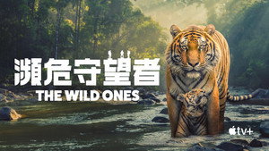 The Wild Ones kép