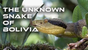 The Unknown Snake of Bolivia kép