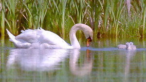 Springwatch 10. évad Ep.11 11. epizód