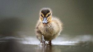Springwatch 18. évad Ep.1 1. epizód