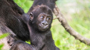 Gorillák élőben kép