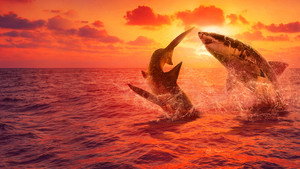 Shark Week kép