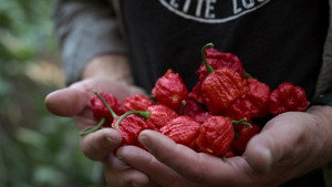 Szupererős: A paprika forró bűvöletében 1. évad Ep.10 És a legcsípősebb paprika a ...