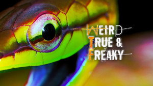 Weird, True & Freaky kép