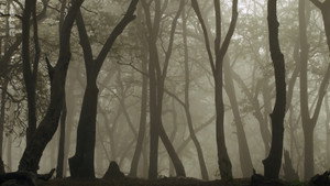 Destination Wild: India kép