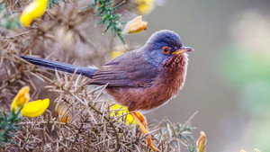 Springwatch 21. évad Ep.4 4. epizód