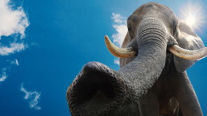 Magic of Disney's Animal Kingdom kép
