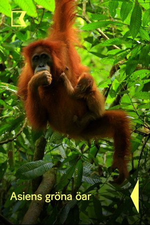Islands in Time: A Wildlife Odyssey poszter