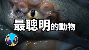 老高与小茉 Speciális epizódok Ep.43 43. epizód