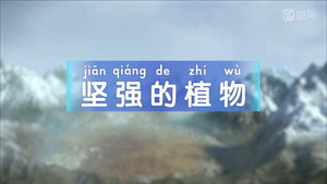 斑马百科 4. évad Ep.10 10. epizód