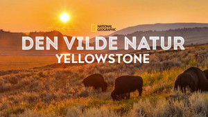 Vad Yellowstone kép