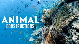 Constructions animales kép