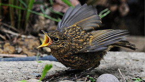 Springwatch 18. évad Ep.2 2. epizód