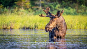 Autumnwatch New England kép